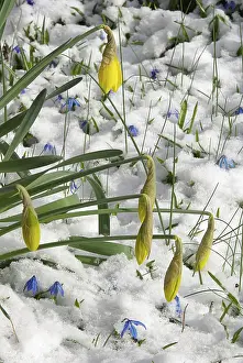 Yellow Flowering Plant Prints: Daffodil, daffodil