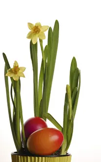 Yellow Blossom Prints: Daffodil, Easter eggs