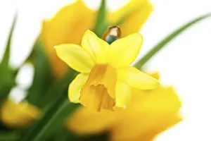 Studio Photography Prints: Daffodils