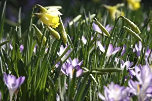Central European Meadow Scene Prints: Daffodils and crocuses in a meadow