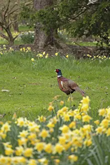 Daffodils In Spring Prints: Daffodils, Pheasant (Phasianus colchicus)