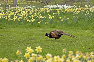 Common Pheasant Habitat Prints: Daffodils, Pheasant (Phasianus colchicus)