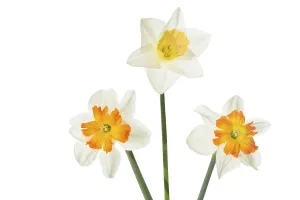 White Background Flowers Prints: Daffodils on a white background