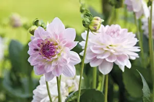 Asteraceae Family Flowers Prints: Dahlia