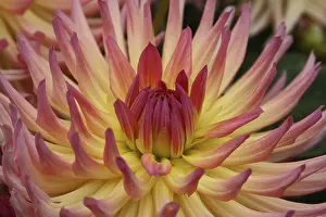Decorative Asteraceae Plant Prints: Dahlia