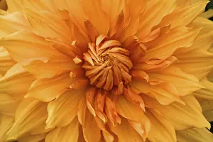 Ornamental Dahlia Flower Prints: Dahlia