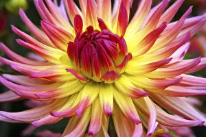 Uninhabited Flowering Plants Prints: Dahlia