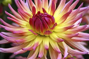 Deserted Dahlia Blossom Prints: Dahlia