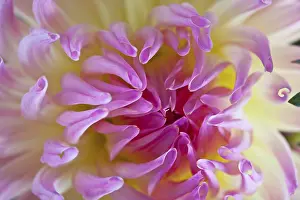 Decorative Garden Plant Prints: Dahlia