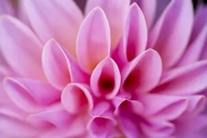 Macro Flower Photography Prints: Dahlia petals pattern