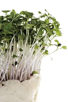 Balanced Diet Food Prints: Daikon cress