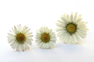 Common Daisy Flower Prints: Daisies on white background