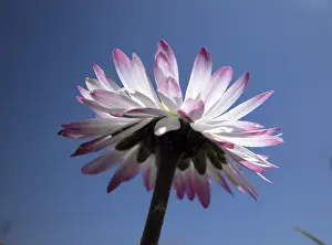 Colorful Spring Flowers Prints: Daisy