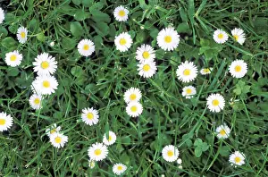 White Daisies Prints: Daisy