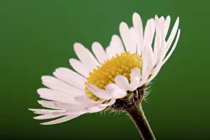 Springtime Flower Blooms Prints: Daisy