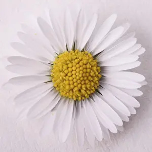 Lawn Daisies In Bloom Prints: Daisy