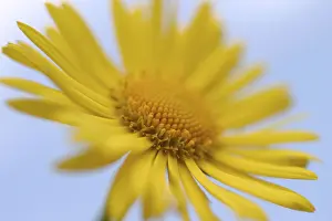Macro Flower Photography Prints: Daisy