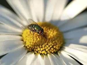 Asteraceae Blooms Prints: Daisy with bow tie