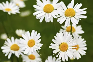 Mayweed Plant Details Prints: Daisy in group