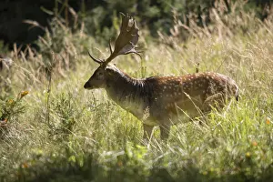 Wild Animal Photography Tips Prints: Dama dama, fallow deer, fallow deer