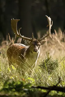 Animals In The Wild Prints: Dama dama, fallow deer, fallow deer