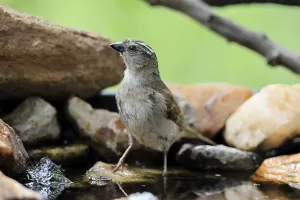 Wildlife Refuge Conservation Area Prints: Damarasparrow (Passer diffusus)