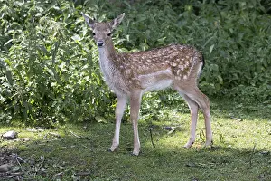 Juvenile Animals Prints: Damkalb