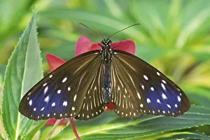 Diurnal Butterfly Habitat Prints: Danaus spec