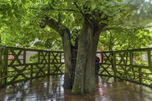 Central European Plant Life Prints: Dance floor of an old dance lime tree