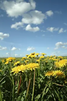 Fruiting Dandelion Head Prints: Dandelion