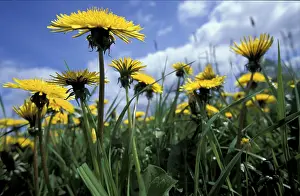 Infructescence Images Prints: Dandelion