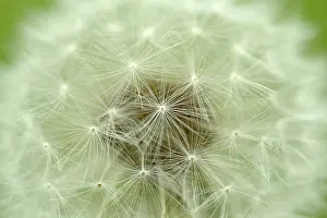 Medicinal Herb Plant Prints: Dandelion