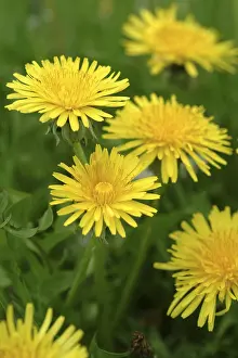 Medicinal Herb Plant Prints: Dandelion