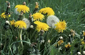Fruiting Dandelion Prints: Dandelion
