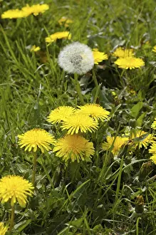 Medicinal Herb Plant Prints: Dandelion