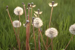 Medicinal Herb Plant Prints: Dandelion