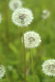 Medicinal Herb Plant Prints: Dandelion