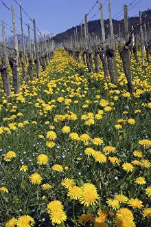 Framed Print : Dandelion Print in Full Bloom