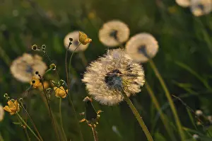 Hairy Parachutes Seeds Prints: Dandelion in the backlight