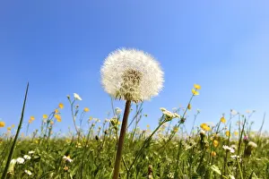 Close Up Dandelion Flower Prints: Dandelion clock