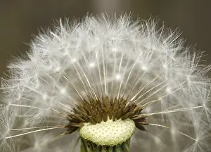 Common Dandelion Prints: Dandelion, dandelion