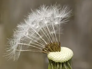 Nature Photography Prints: Dandelion, dandelion