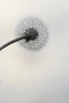 Central Europe Wildflower Prints: Dandelion, Germany