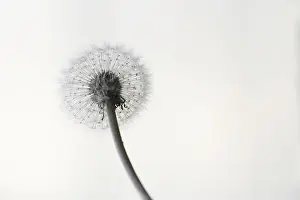 Dandelion Germany Prints: Dandelion, Germany