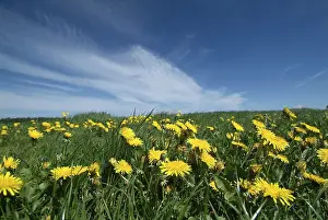 Dandelion Meadow Prints: Dandelion meadow