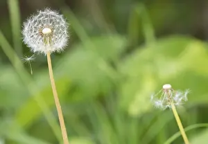 Common Dandelion Germany Prints: A dandelion with a second, almost bare one in the background