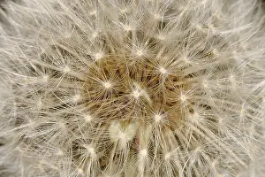Dandelion Seed Head Prints: Dandelion seed head