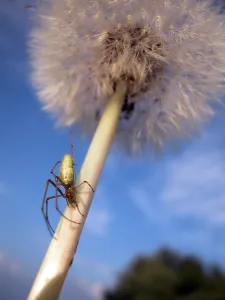 Colorful Summer Flowers Prints: Dandelion with spider