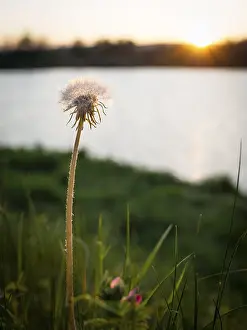 Atmospheric Evening Light Prints: Dandelion in Spring on a lake at sunset
