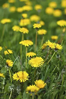 Common Dandelion Plant Prints: Dandelions on a meadow